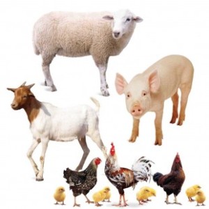 farm animals